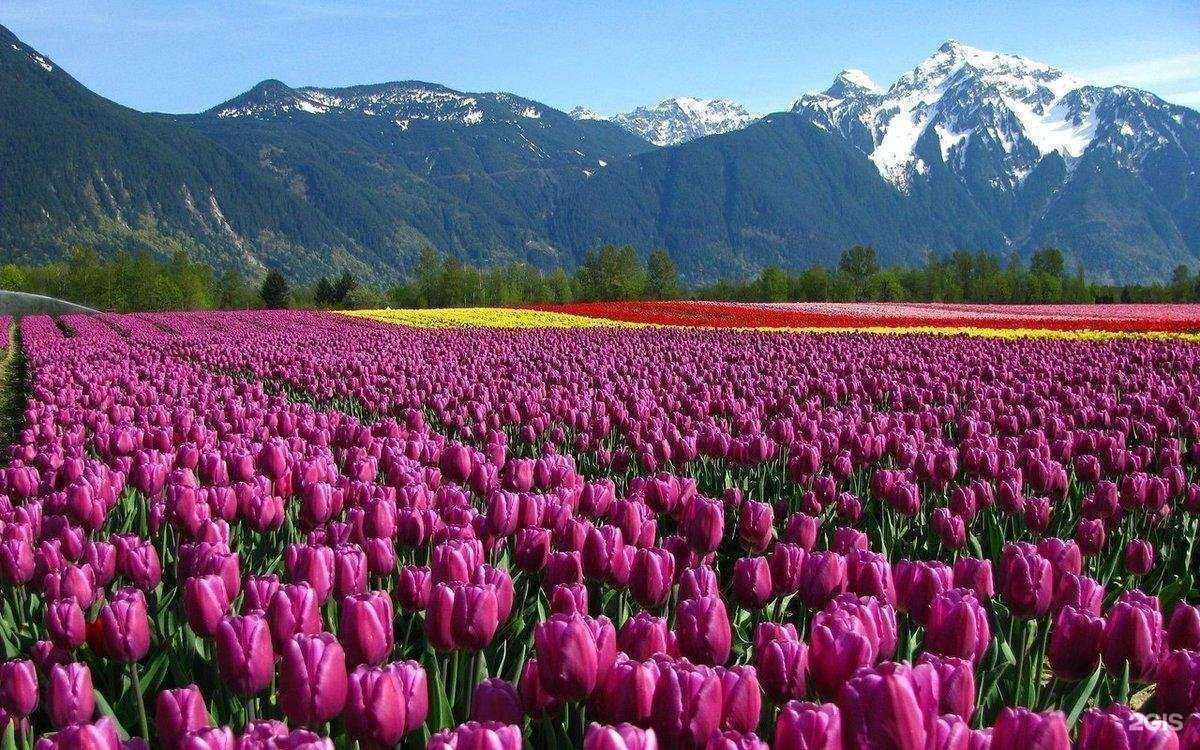 Отзывы на компанию Дом цветов в г. Подольск c фото