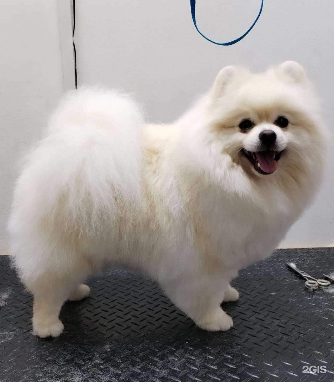 Отзывы на компанию Sharik SPA в Краснодаре c фото