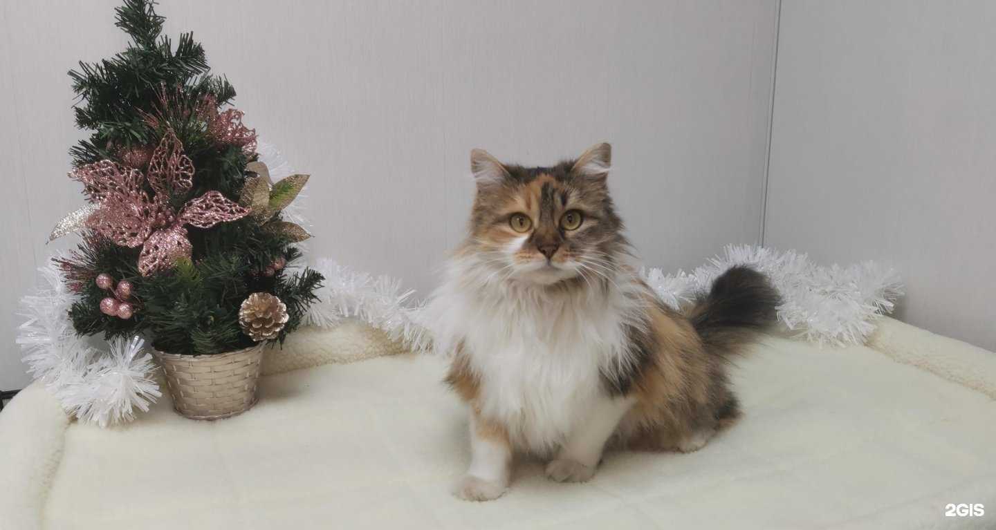 Отзывы на компанию ЗооСтиль в г. Ставрополь c фото