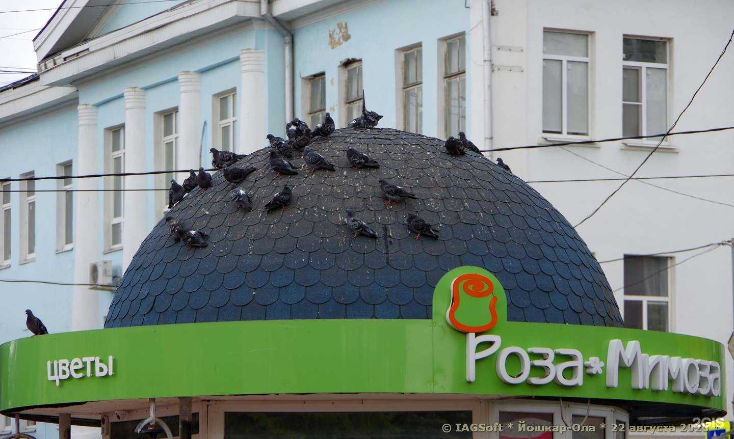 Отзывы на компанию Роза-мимоза в г. Йошкар-Ола c фото