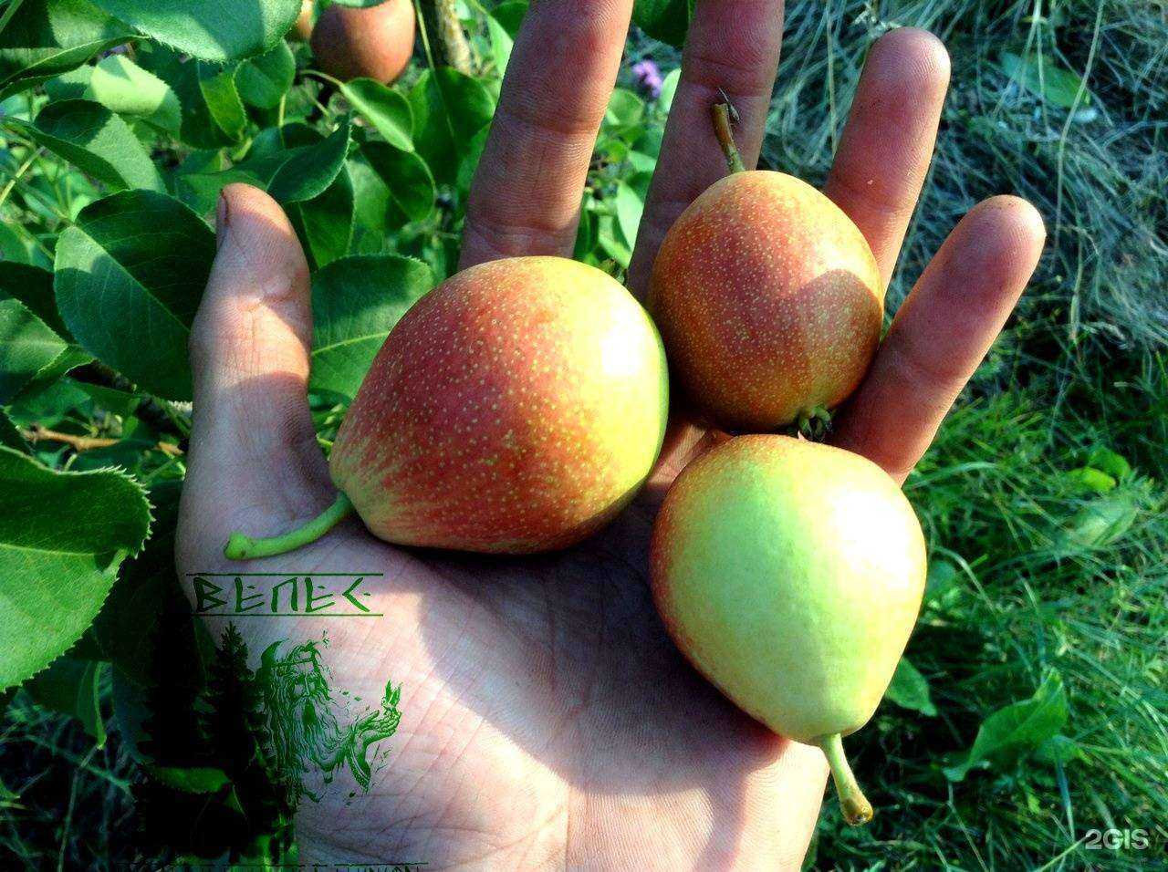 Отзывы на компанию Велес в Чите c фото