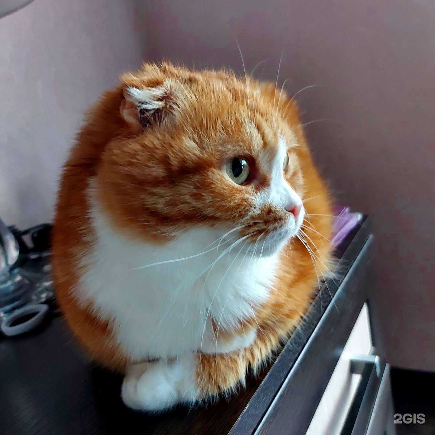 Отзывы на компанию Ветеринарный центр им. Пирогова в Ставрополе c фото