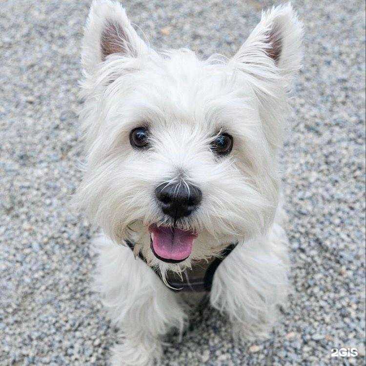 Отзывы на компанию Zoo маркет в г. Тимашёвск c фото