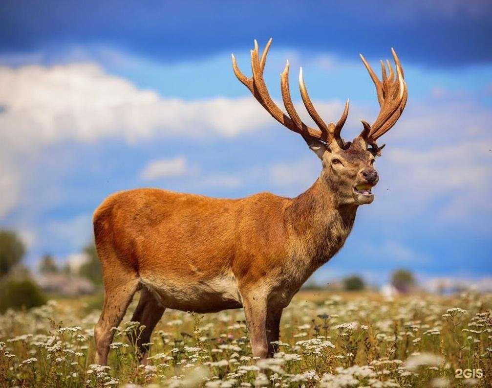 Отзывы на компанию Алтайское здоровье в Перми c фото
