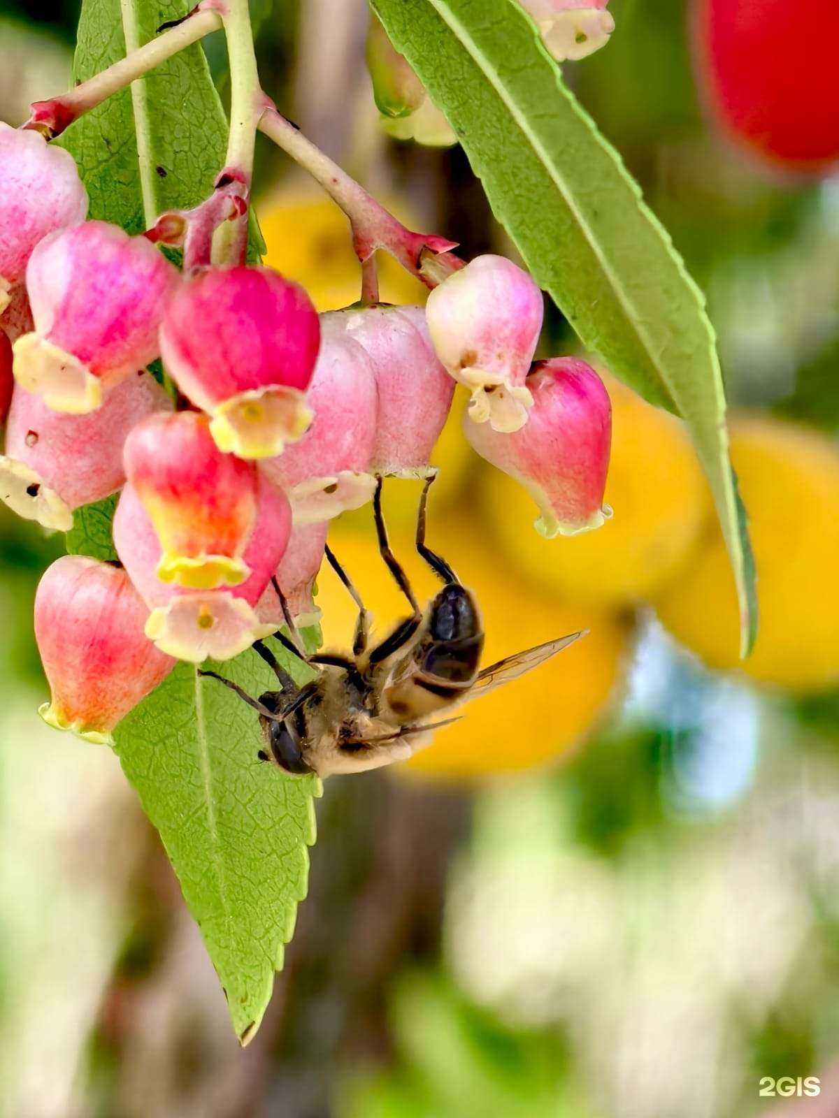 Отзывы на компанию Дуб Дерево в Сочи c фото
