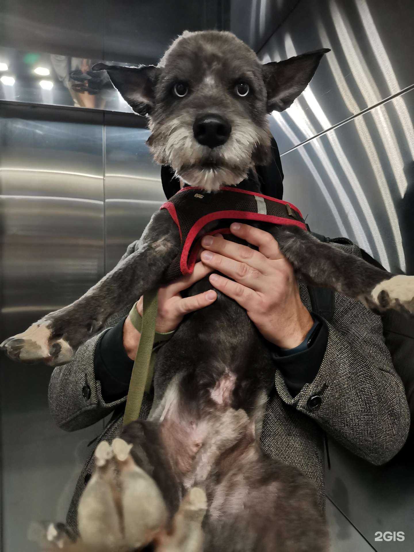 Отзывы на компанию Зверополис в г. Якутск c фото