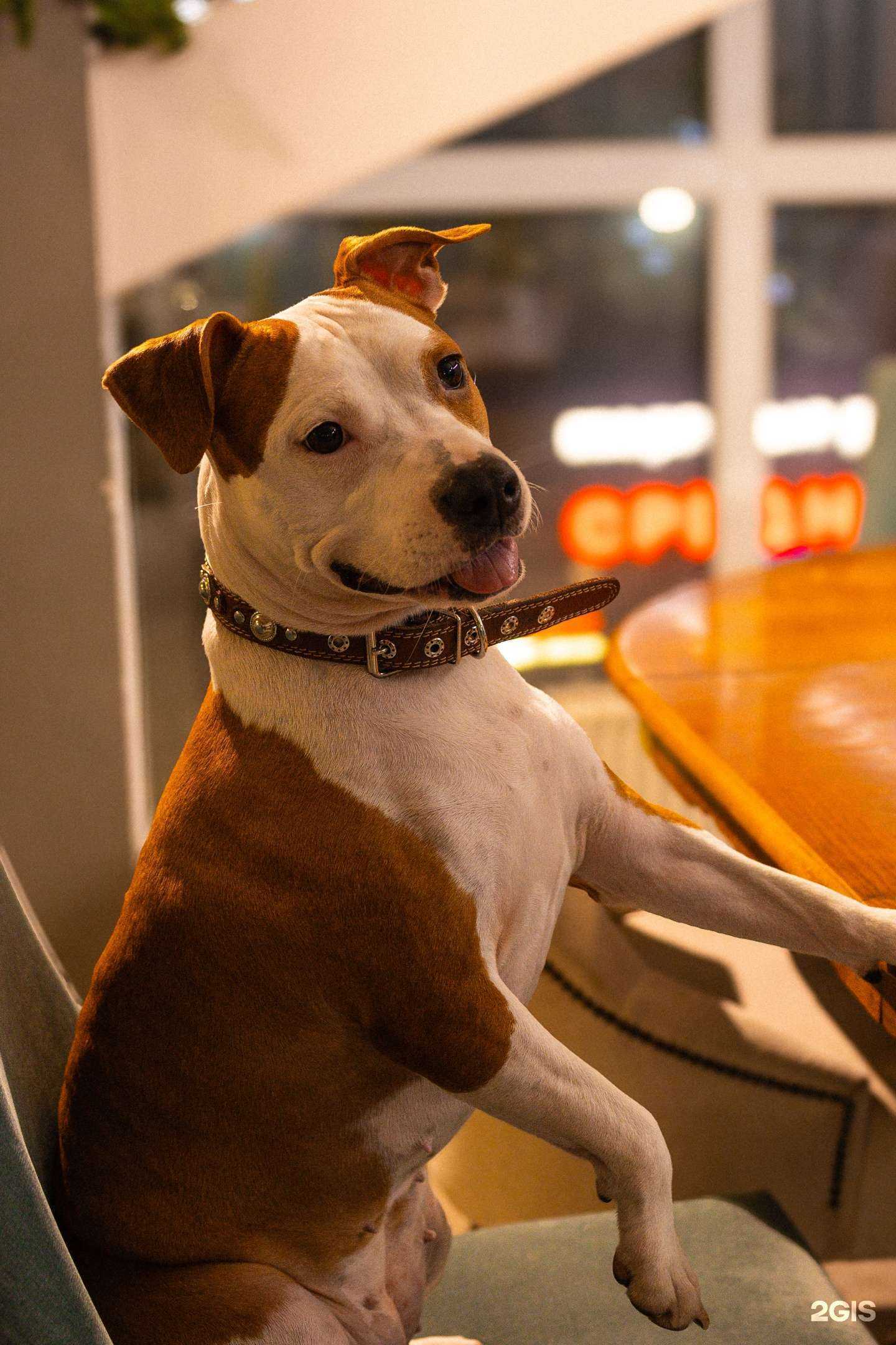 Отзывы на компанию Smoking Lounge в Нижнем Новгороде c фото