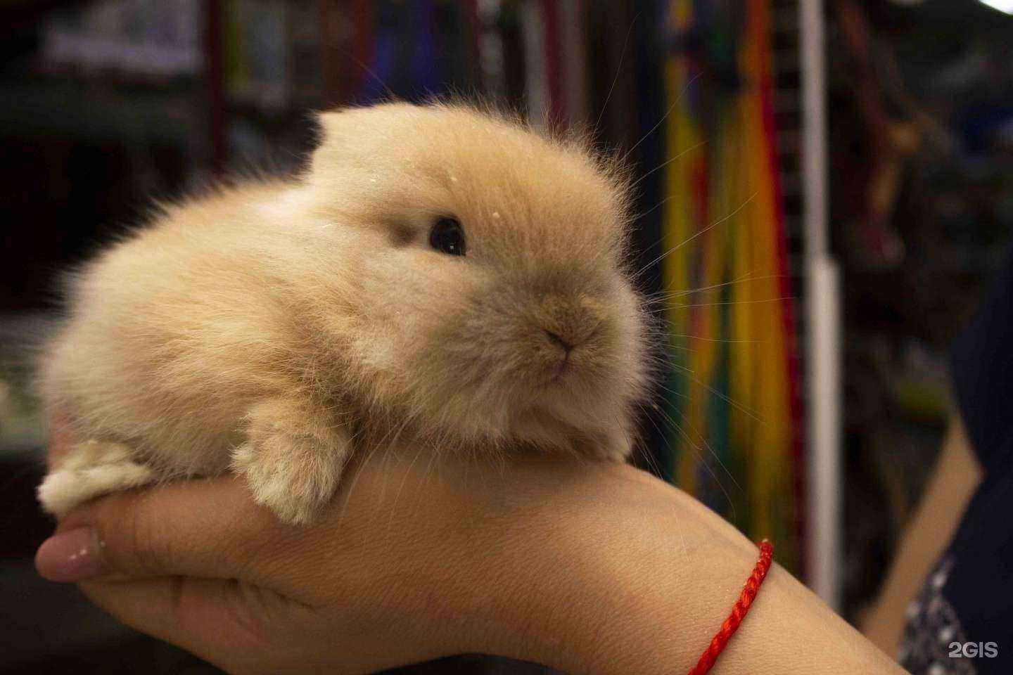 Отзывы на компанию ЗверьОк в Армавире c фото