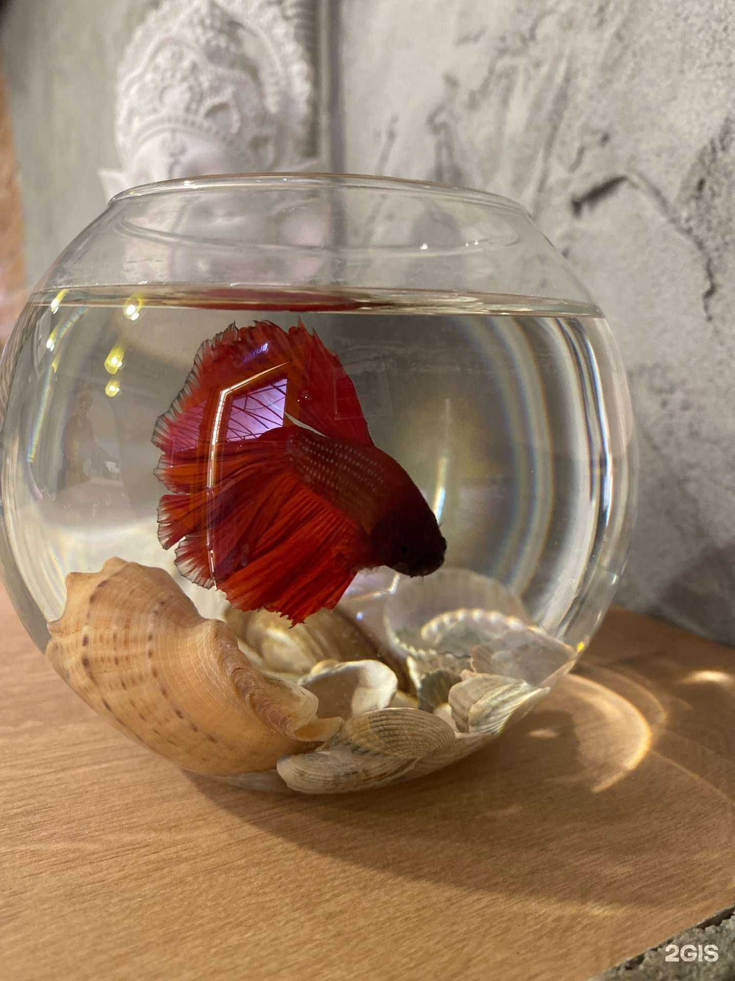 Отзывы на компанию Roti Thai в Ростове-на-Дону c фото