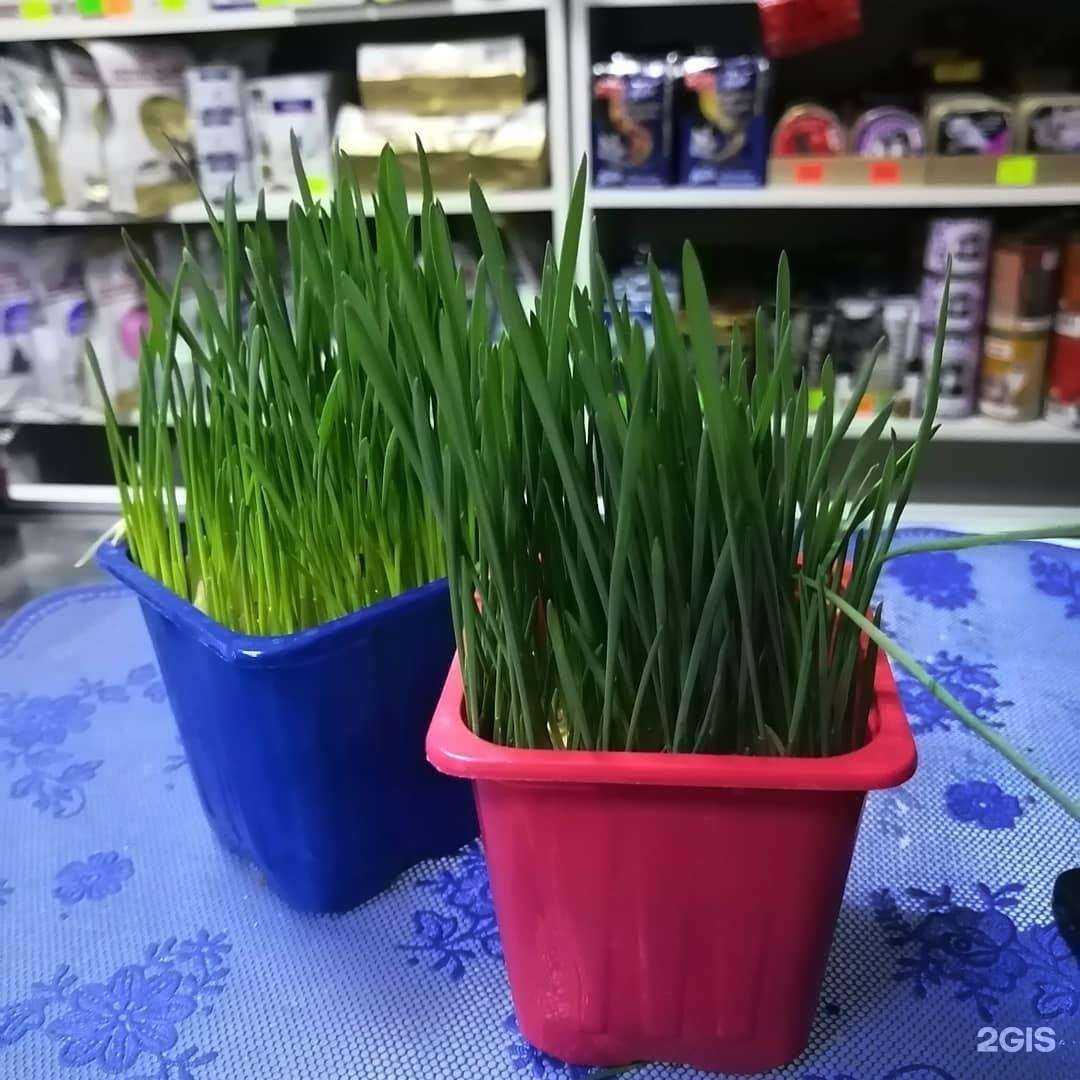 Отзывы на компанию Магазин товаров для животных в Волгограде c фото