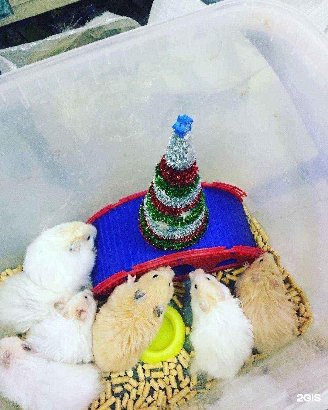 Отзывы на компанию Котофей в Минеральных Водах c фото