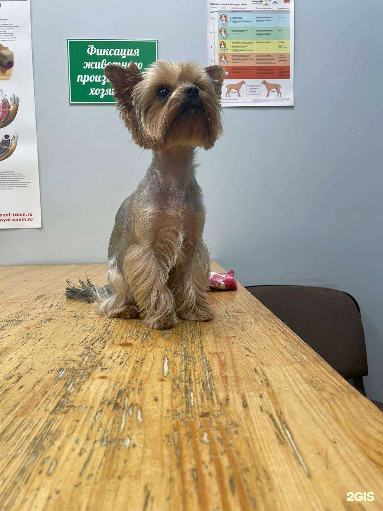 Отзывы на компанию Белый пудель в г. Красноярск c фото