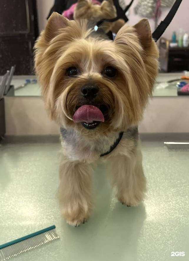 Отзывы на компанию GallaGroom в г. Красногорск c фото