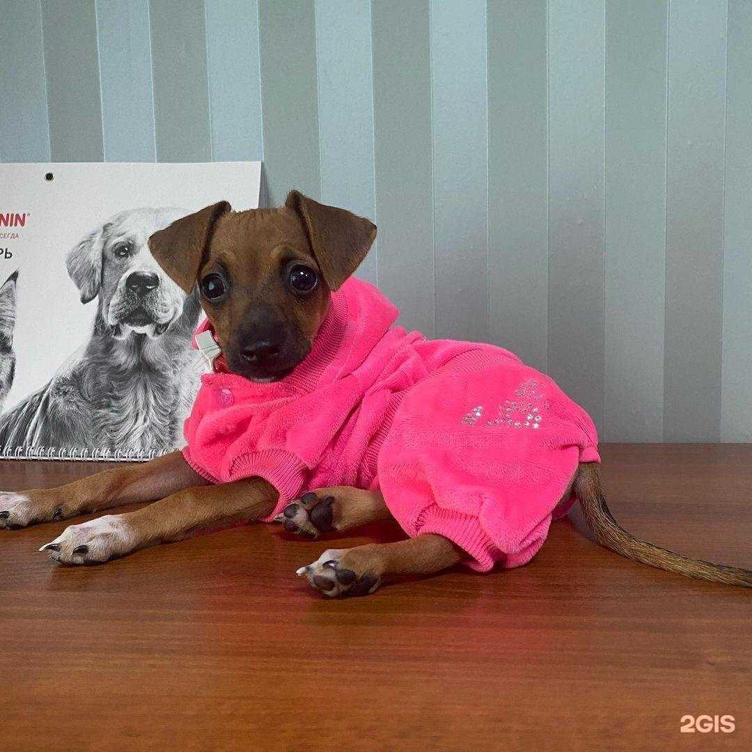 Отзывы на компанию Сэр Чарльз в Смоленске c фото