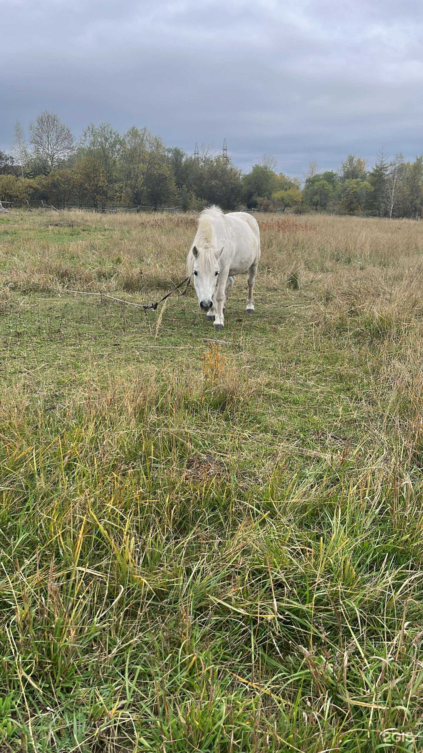 Отзывы на компанию Пегас в г. Комсомольск-на-Амуре c фото
