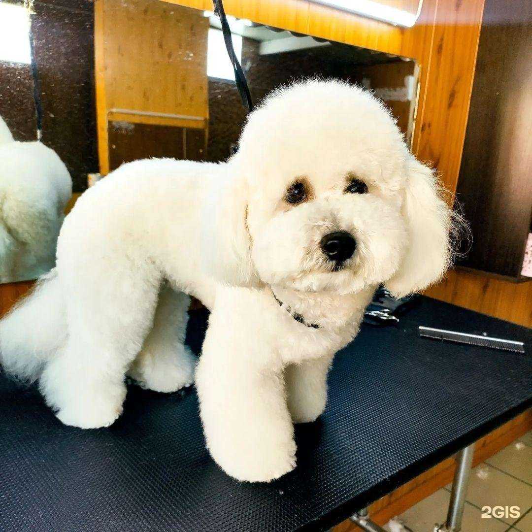 Отзывы на компанию Стиляга в г. Арсеньев c фото