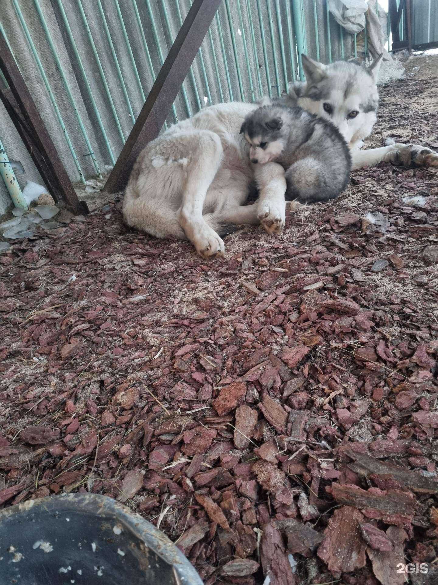 Отзывы на компанию Светлес в Петропавловске-Камчатском c фото