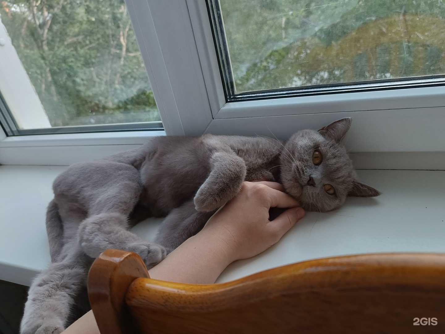 Отзывы на компанию Ветеринарная клиника в Чите c фото