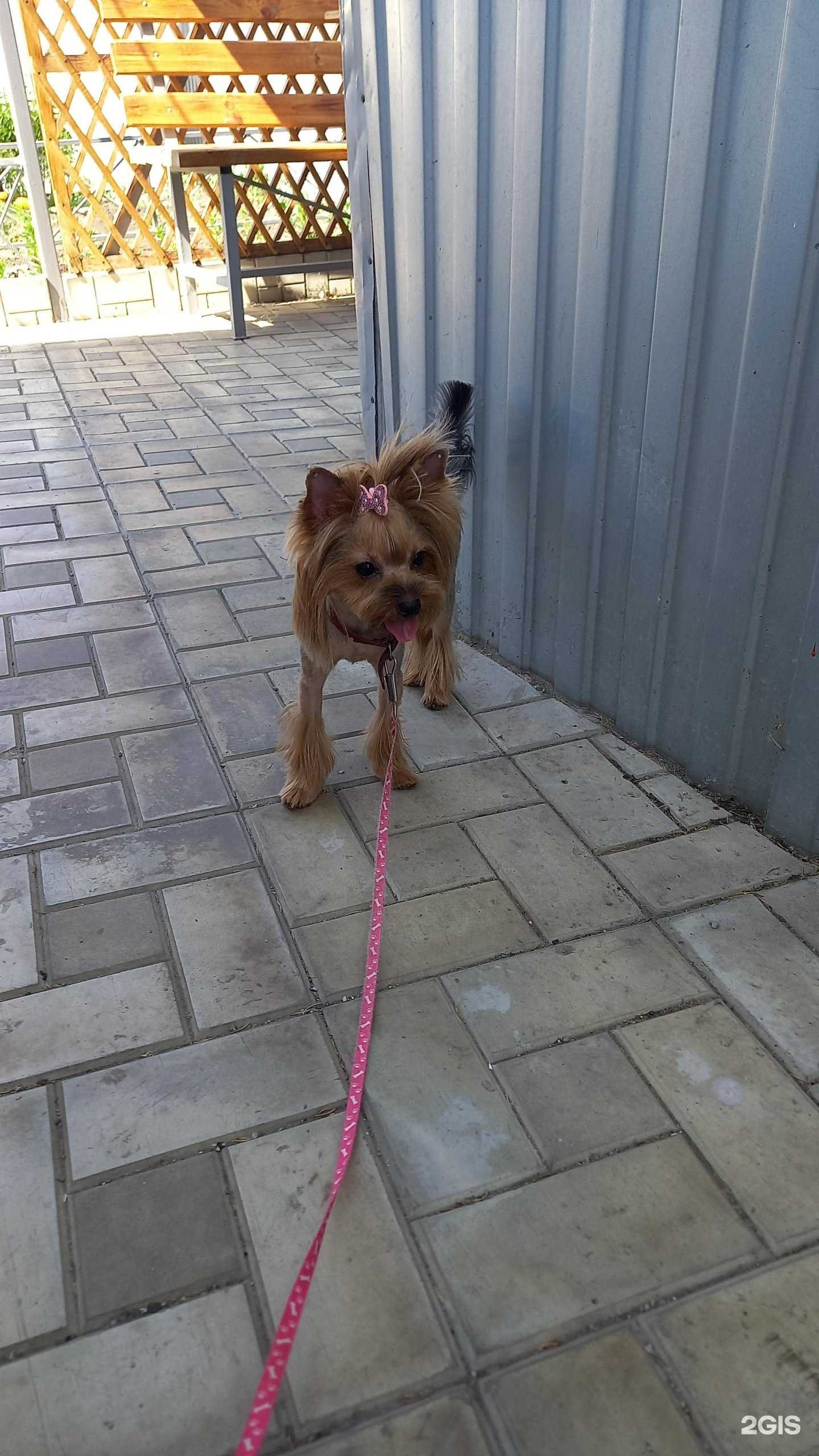 Отзывы на компанию ГрумЁрка в Кургане c фото