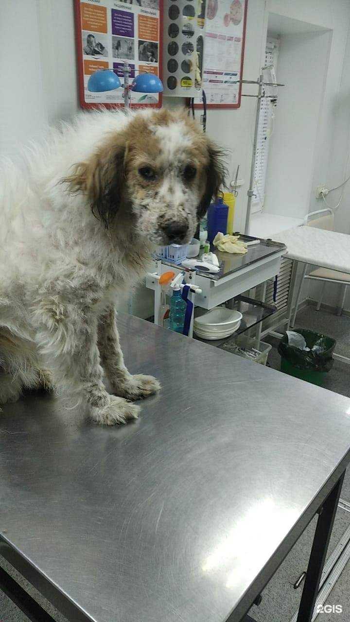 Отзывы на компанию Айболит+ в г. Омск c фото