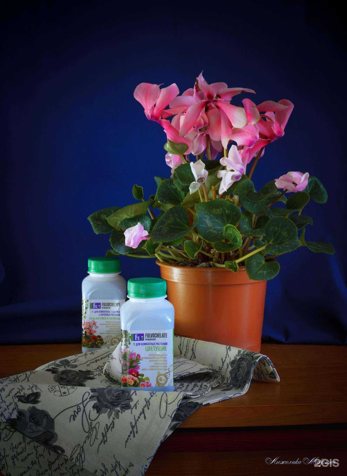 Отзывы на компанию Семена-база.рф в Волгограде c фото