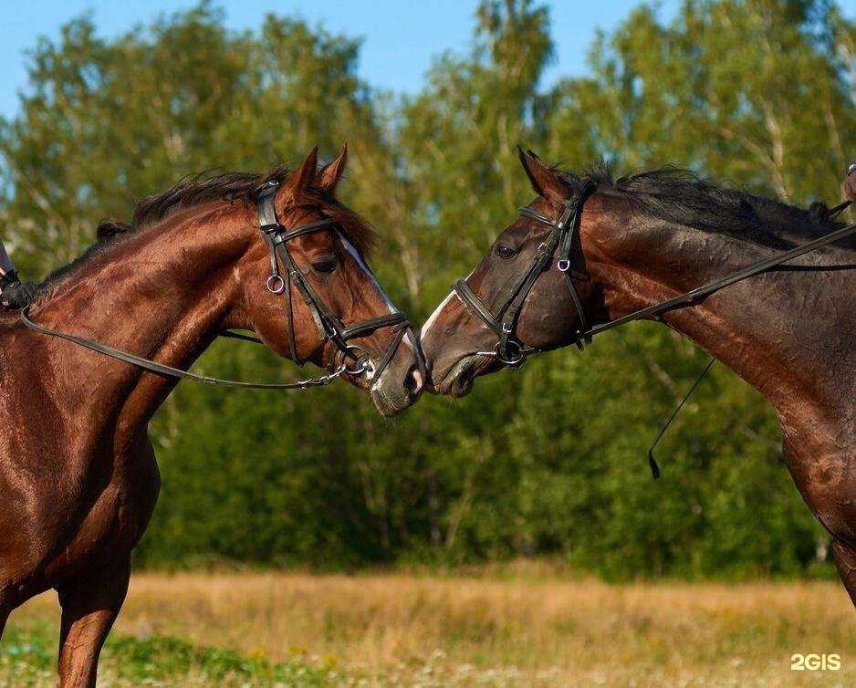 Отзывы на компанию Кони в НиНо в г. Нижний Новгород c фото