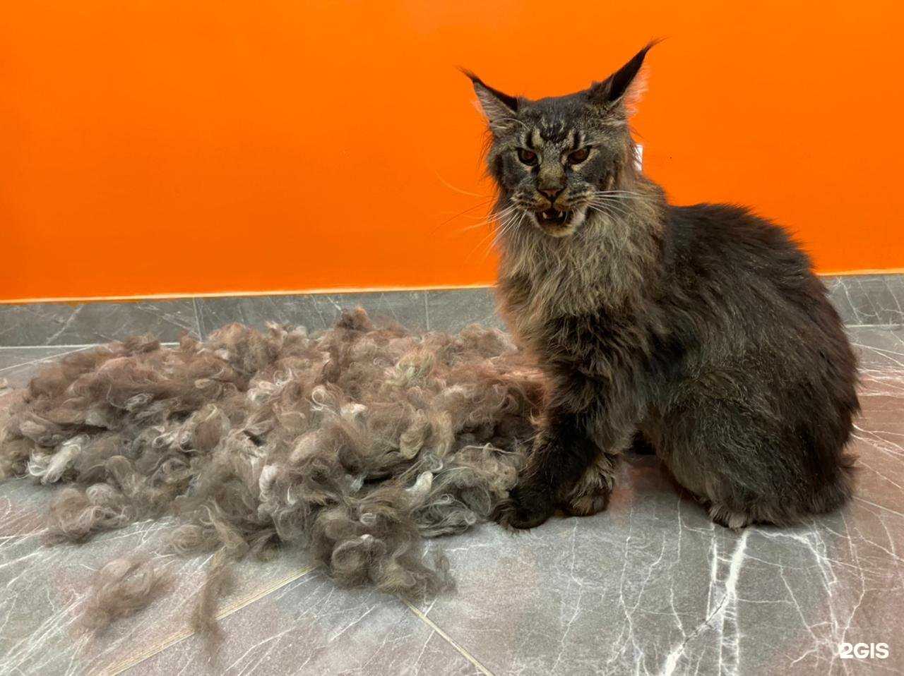 Отзывы на компанию Cat&Dog в Липецке c фото