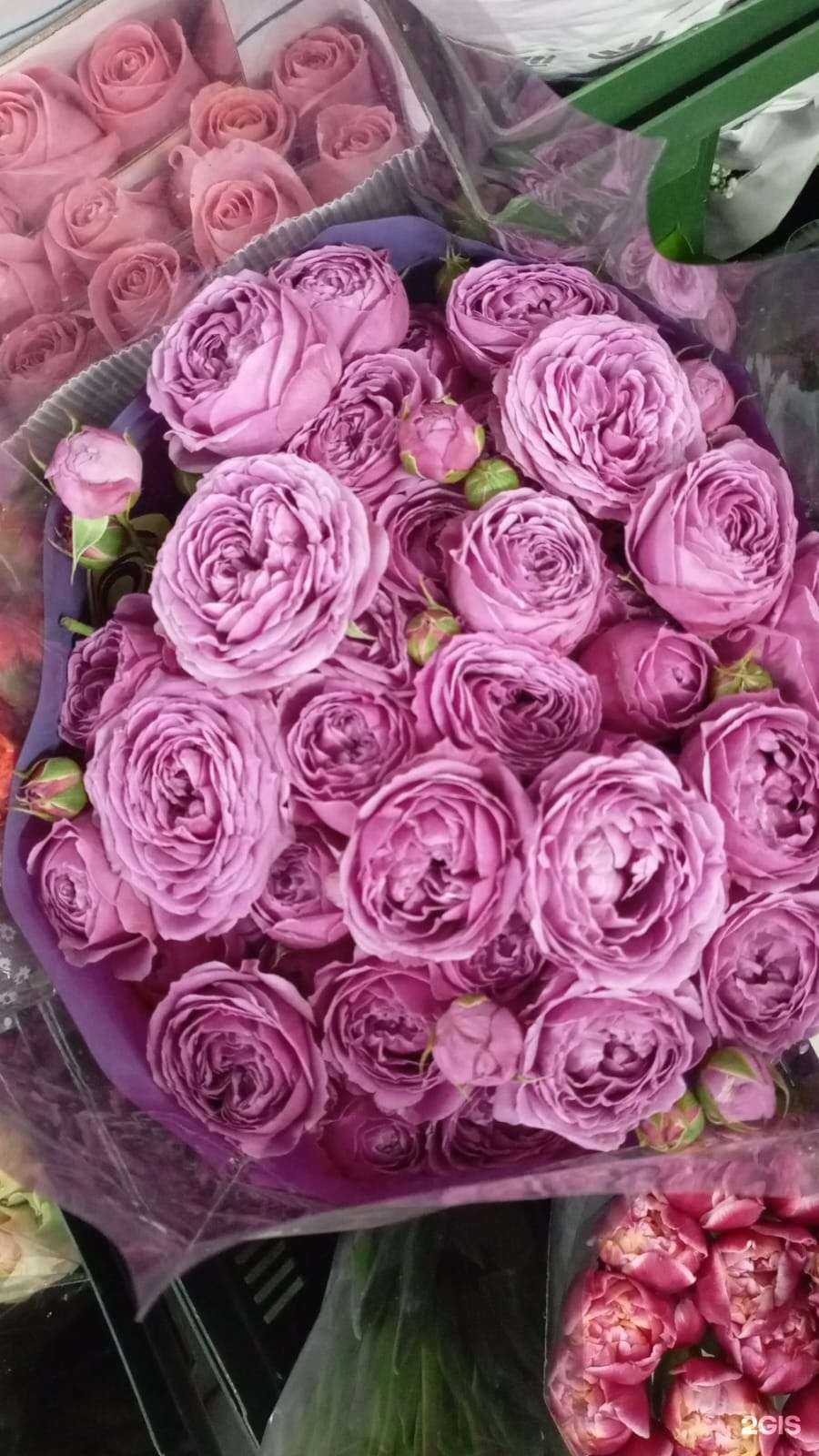 Отзывы на компанию Сакура в Иркутске c фото - фотография 2 из 2