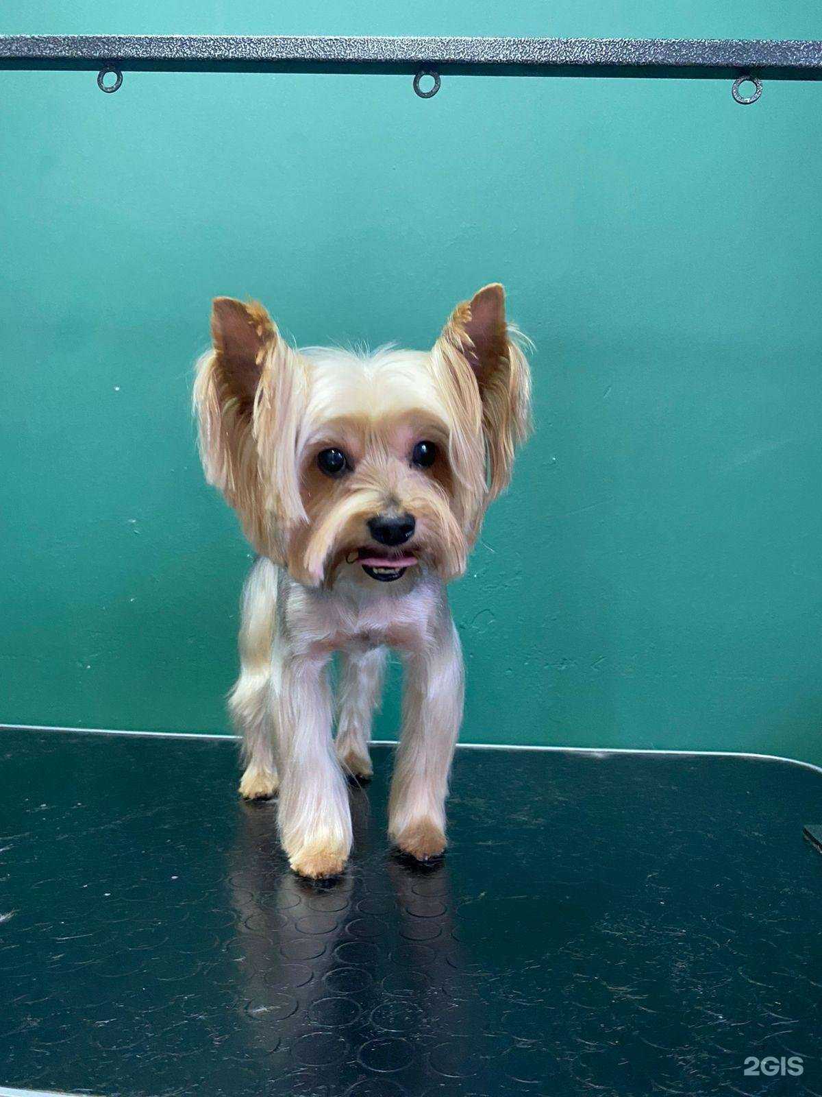 Отзывы на компанию Зоорай в Старом Осколе c фото