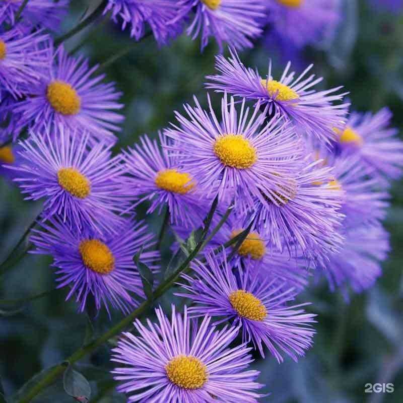 Отзывы на компанию Садовод в Екатеринбурге c фото