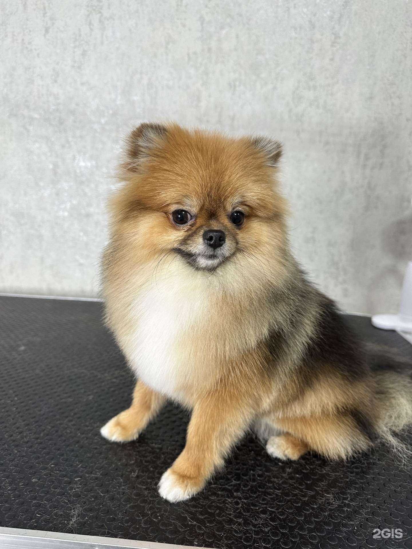 Отзывы на компанию Лапки в Нижневартовске c фото