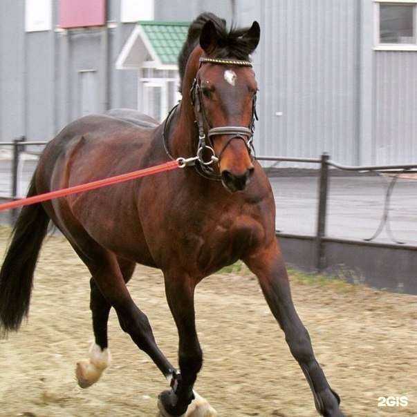 Отзывы на компанию Алькор-хорс в Первоуральске c фото