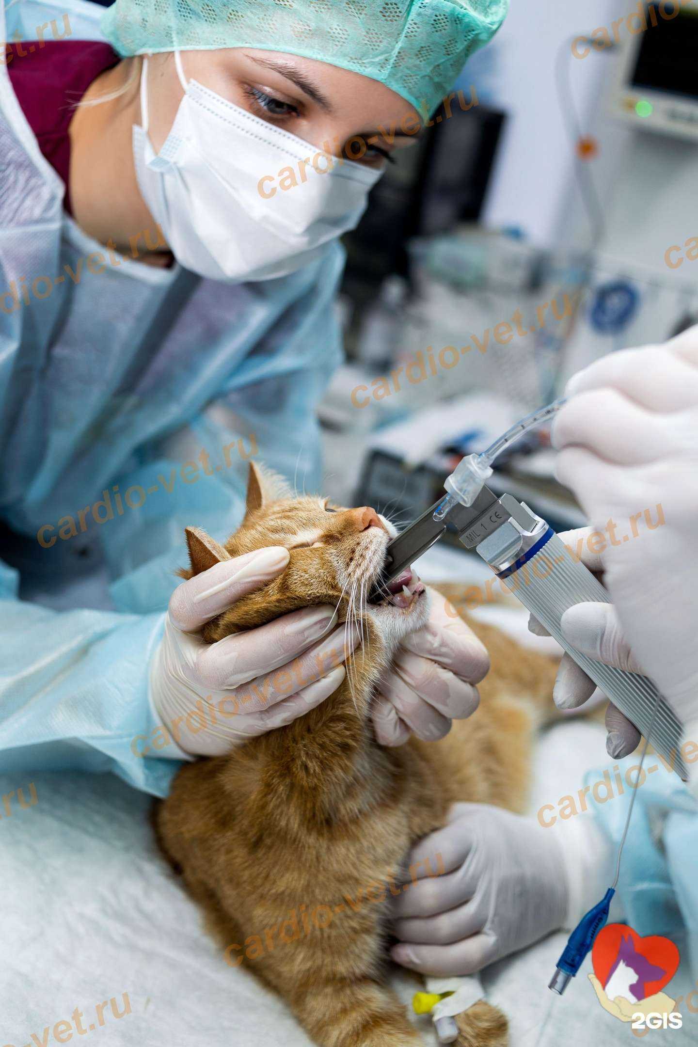 Отзывы на компанию КардиоВет в Омске c фото