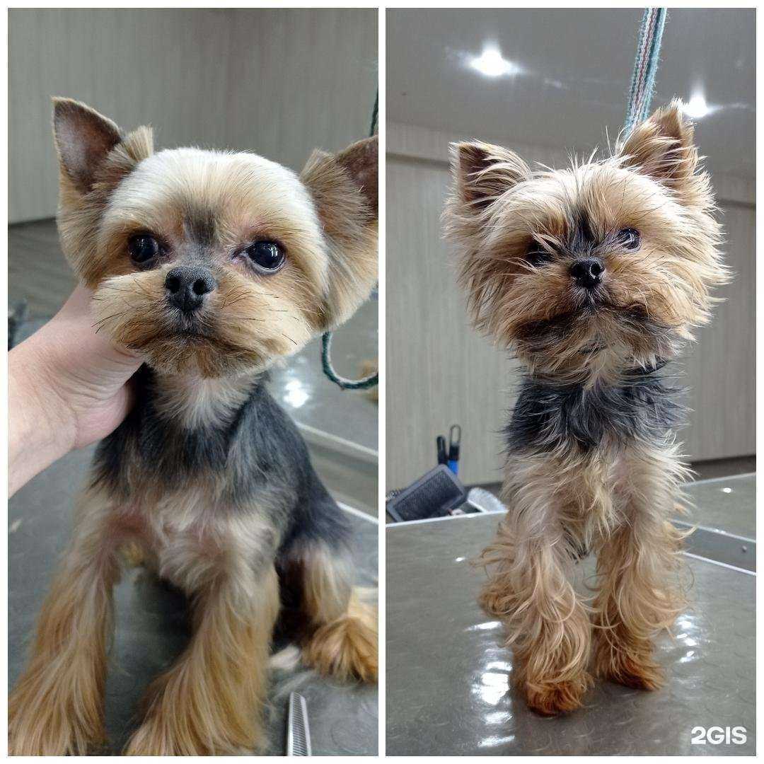 Отзывы на компанию TataGroom в Тольятти c фото