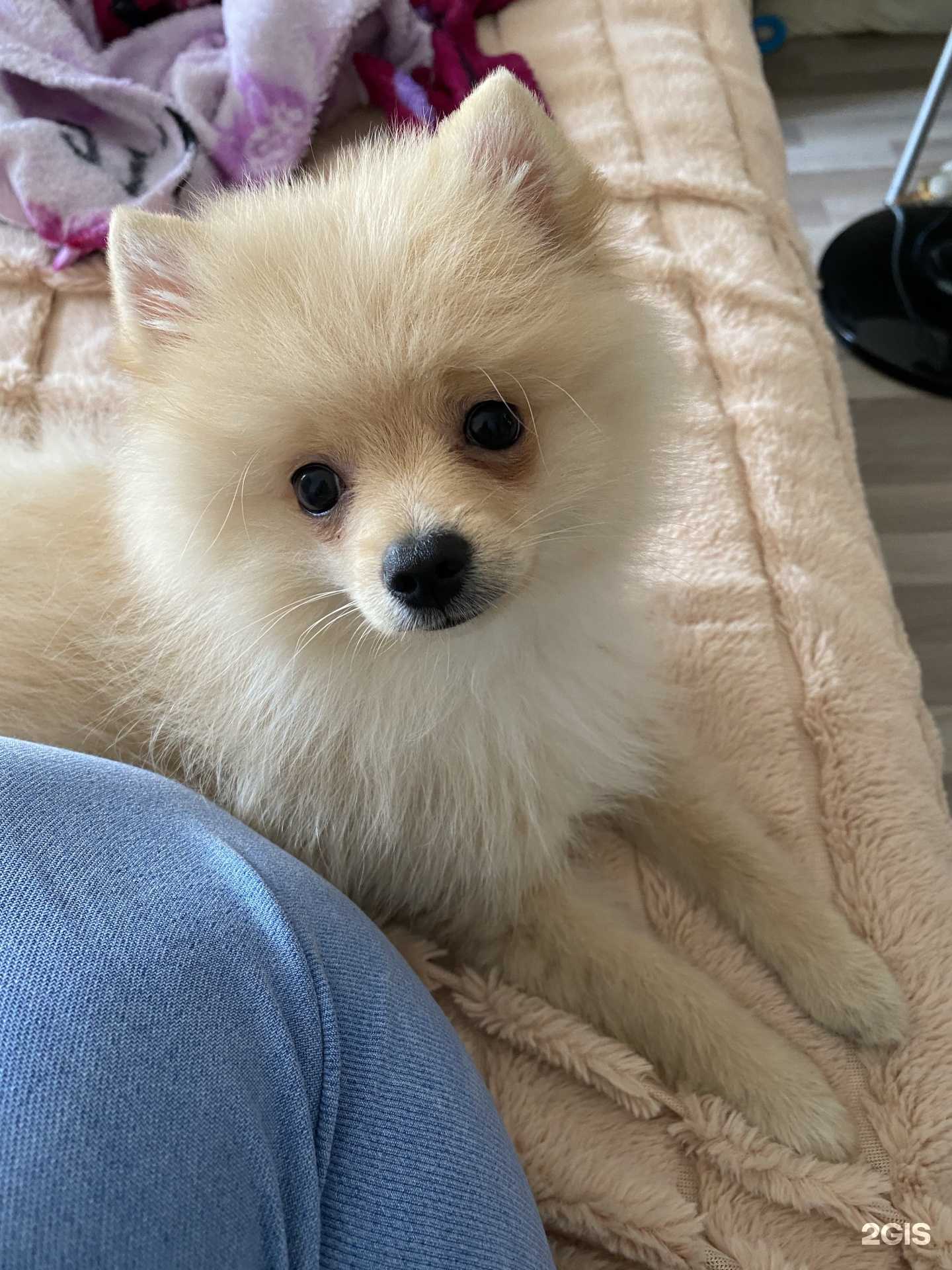 Отзывы на компанию Парикмахерская для собак и кошек в Перми c фото