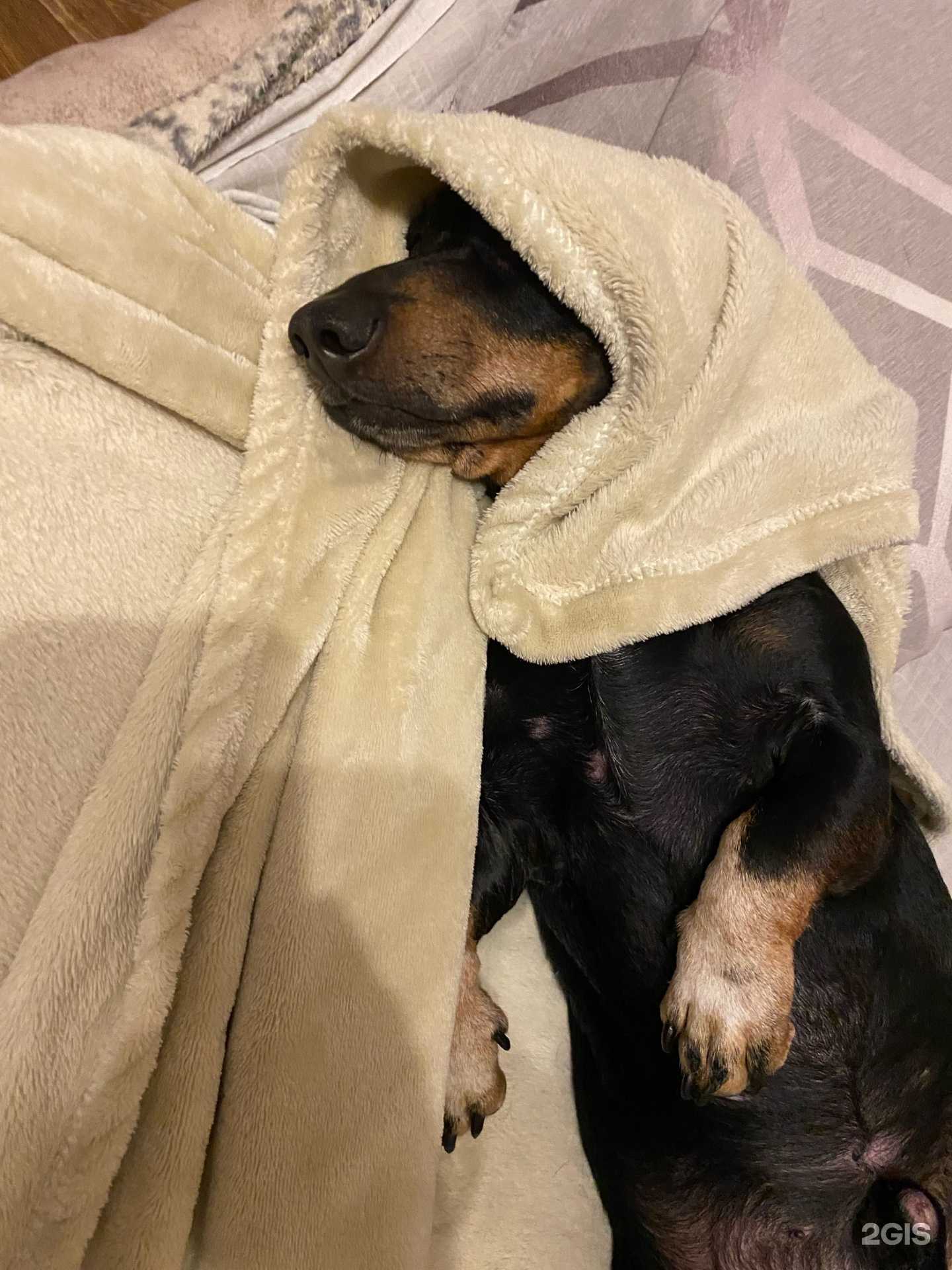 Отзывы на компанию Усы, лапы, хвост в Тольятти c фото