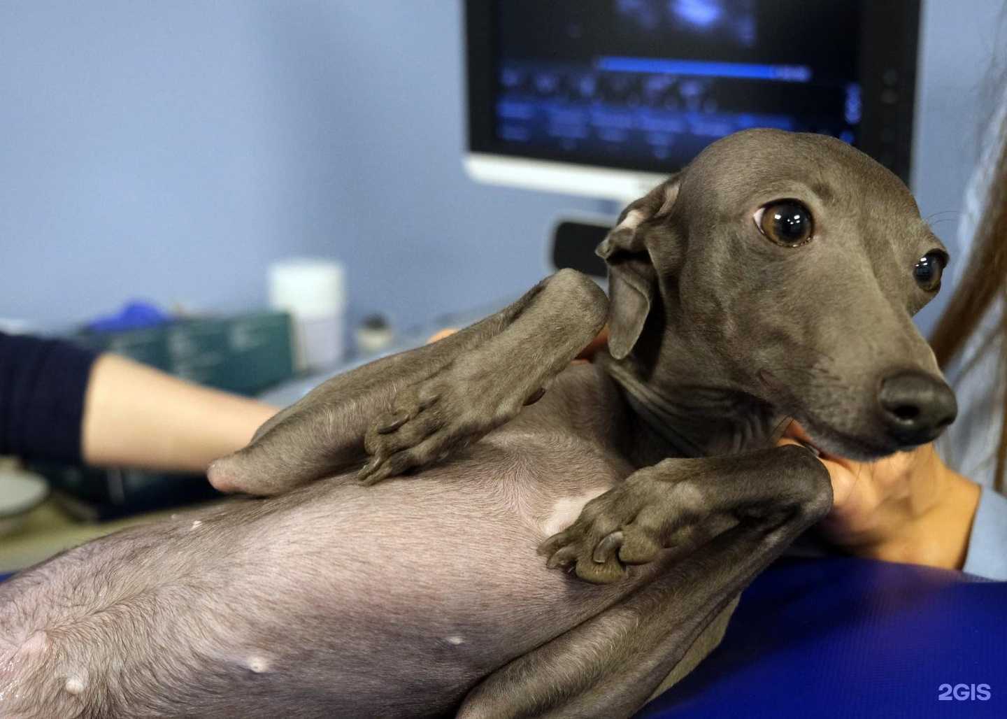 Отзывы на компанию Клиника ветеринарной радиологии в г. Обнинск c фото