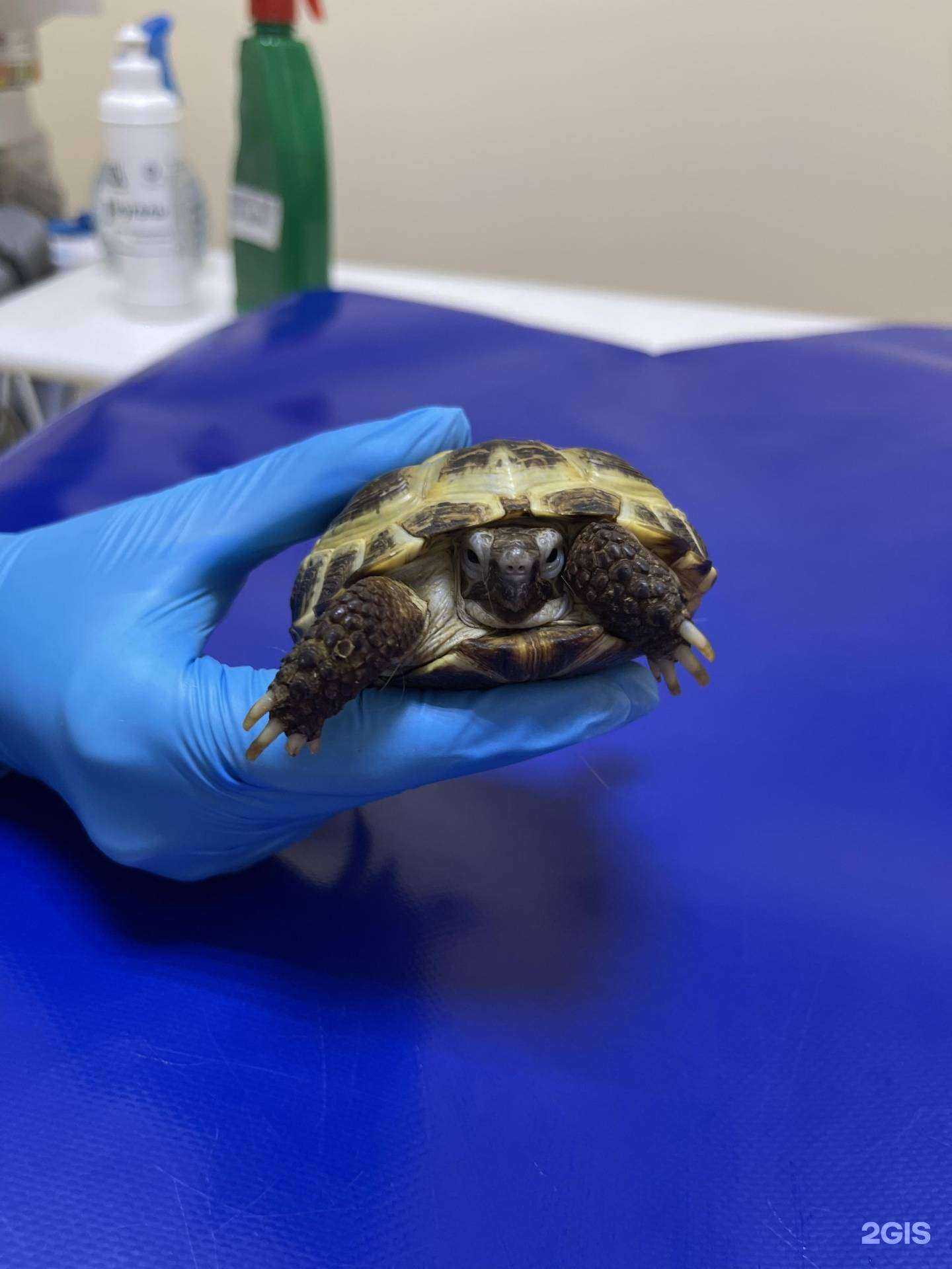 Отзывы на компанию ТомВет в Томске c фото