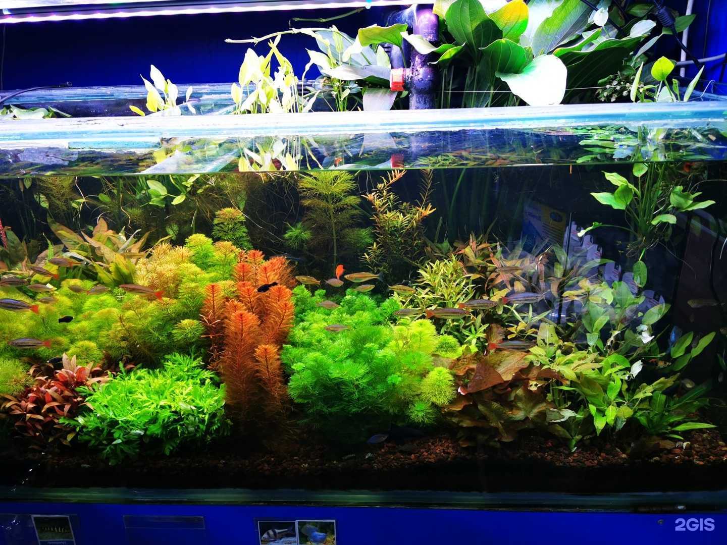 Отзывы на компанию Аквариум в Владивостоке c фото