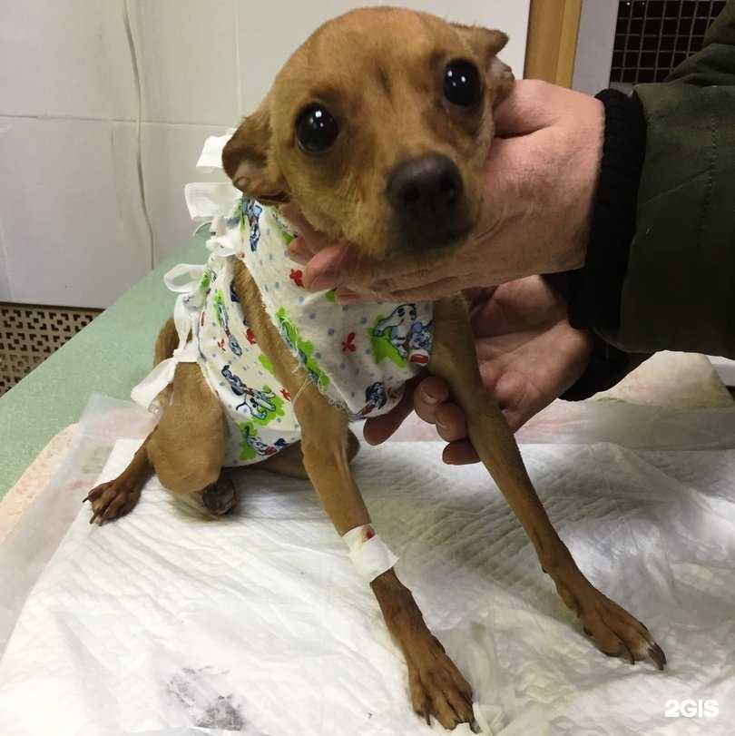 Отзывы на компанию ДоброВет в г. Волжск c фото