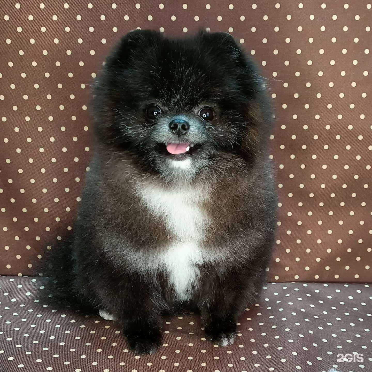 Отзывы на компанию Амстердам в Омске c фото