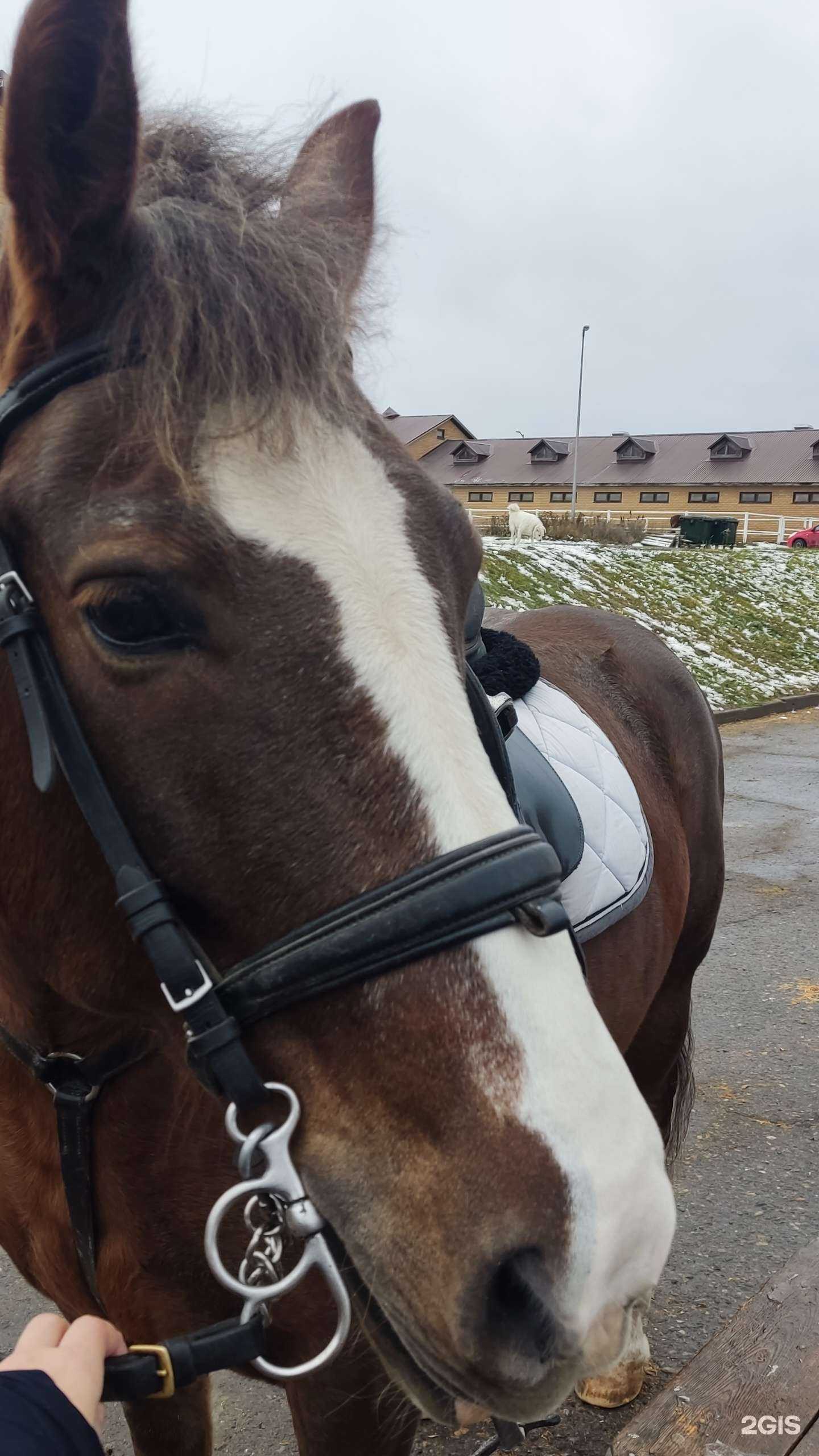 Отзывы на компанию Конюшня прокат в Казани c фото