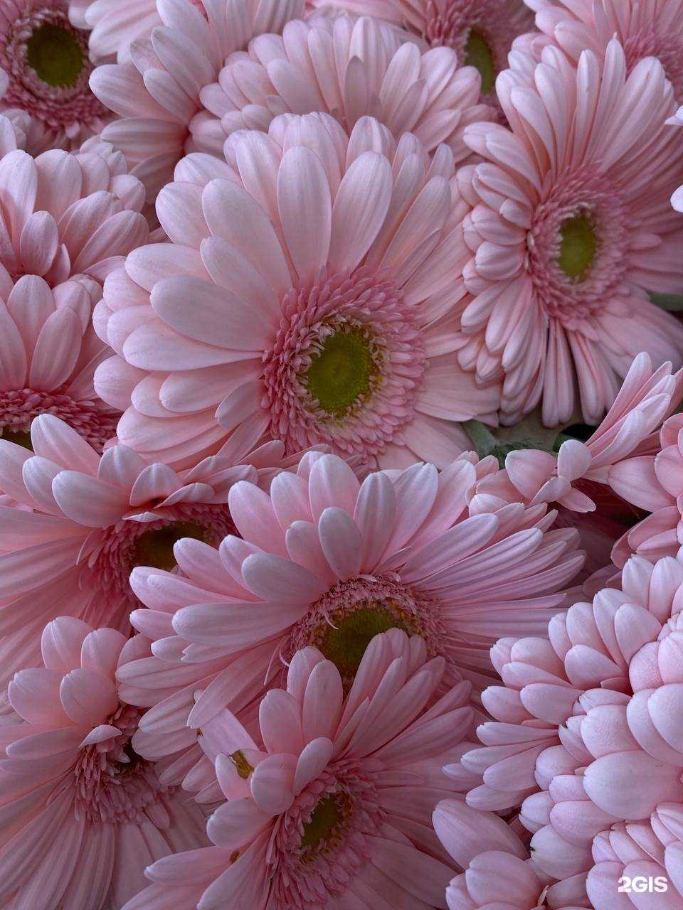 Отзывы на компанию Река Цветов в Краснодаре c фото