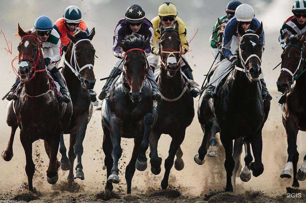 Отзывы на компанию Амуничник в Краснодаре c фото