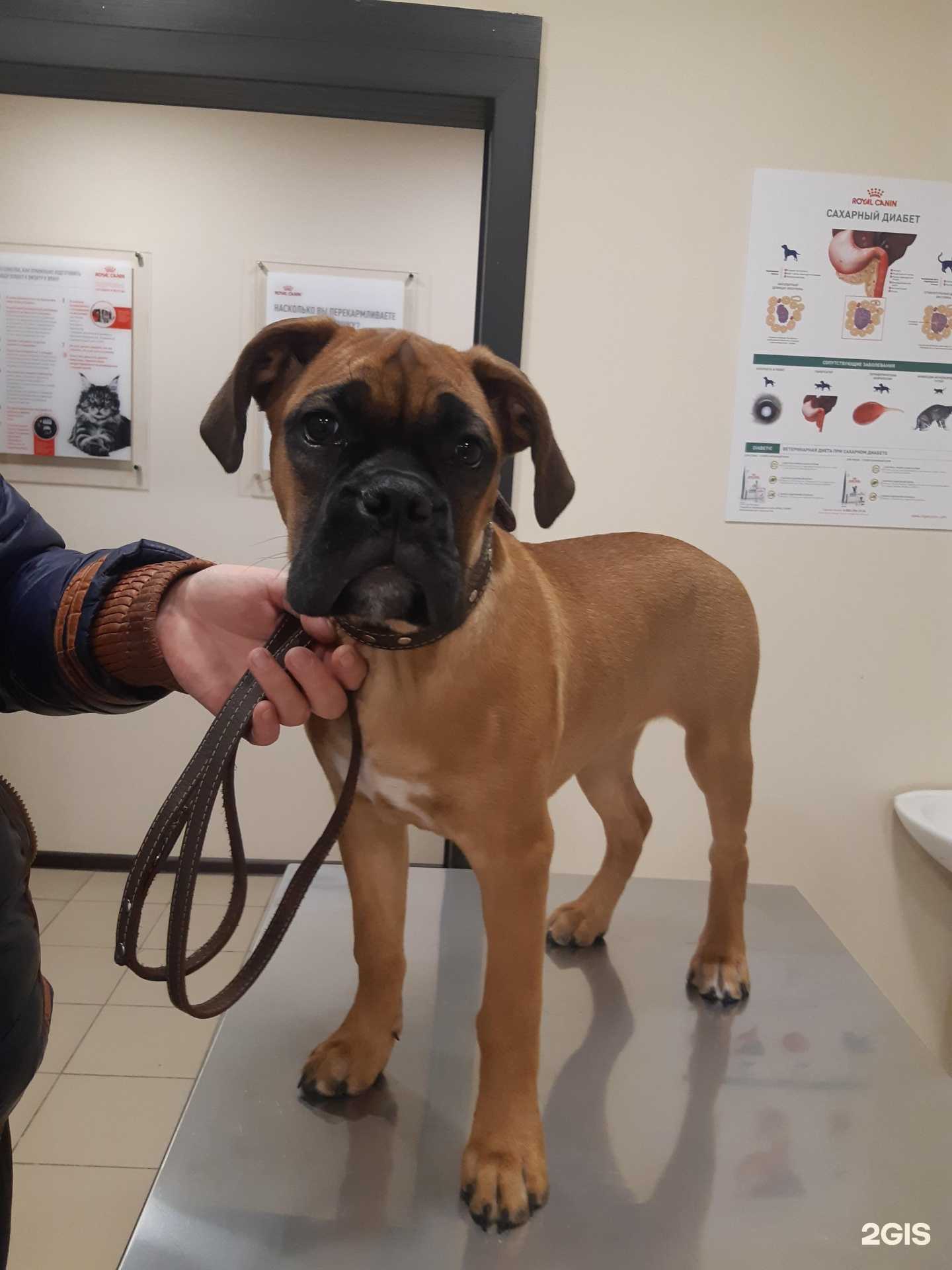 Отзывы на компанию Вет помощь в г. Барнаул c фото