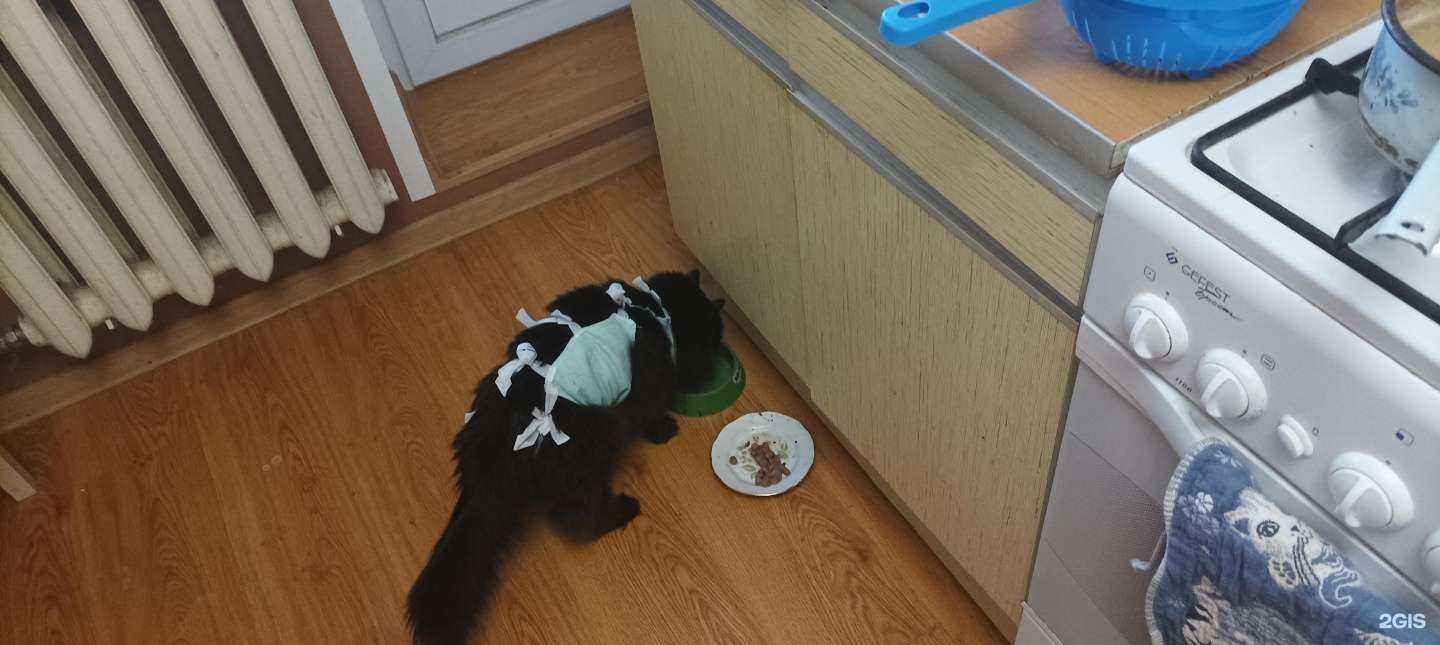 Отзывы на компанию Ветеринарная клиника в Курске c фото