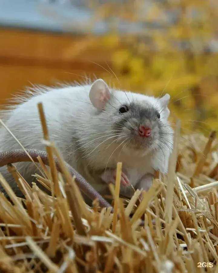 Отзывы на компанию Зоогостиница в Кемерове c фото