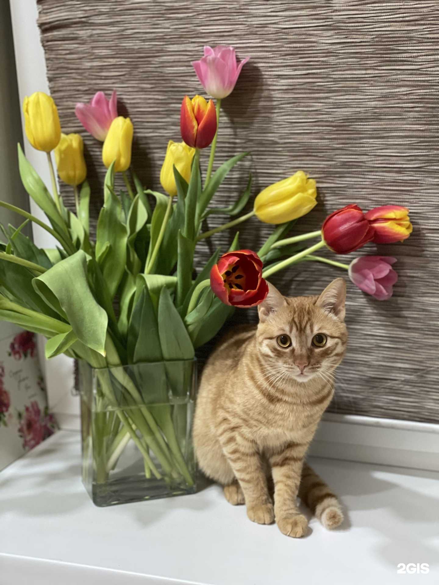 Отзывы на компанию Кот&Пёс в Астрахани c фото