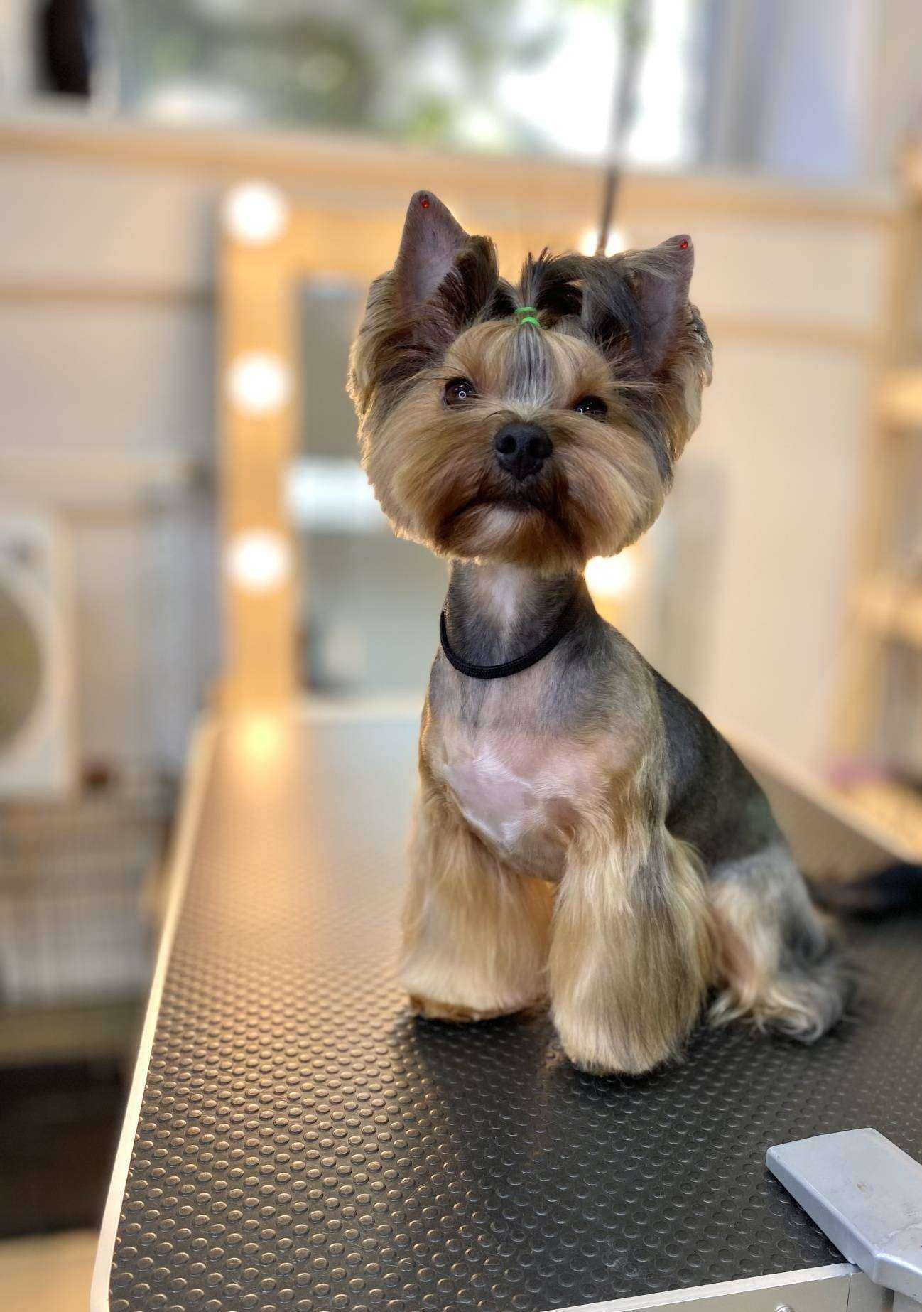 Отзывы на компанию Kate.groomer в г. Ижевск c фото