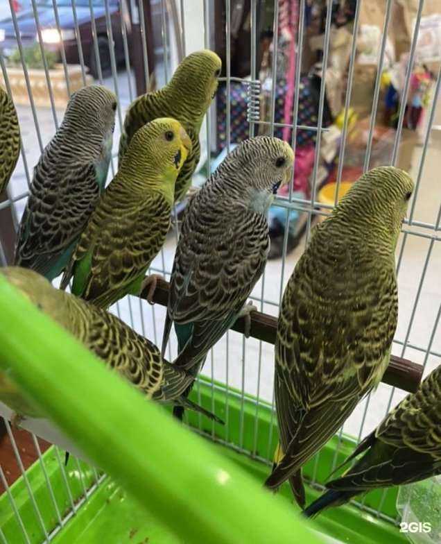 Отзывы на компанию Багира в г. Махачкала c фото